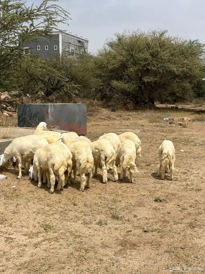 خرفان حريات جبره كفوو انتاج 0