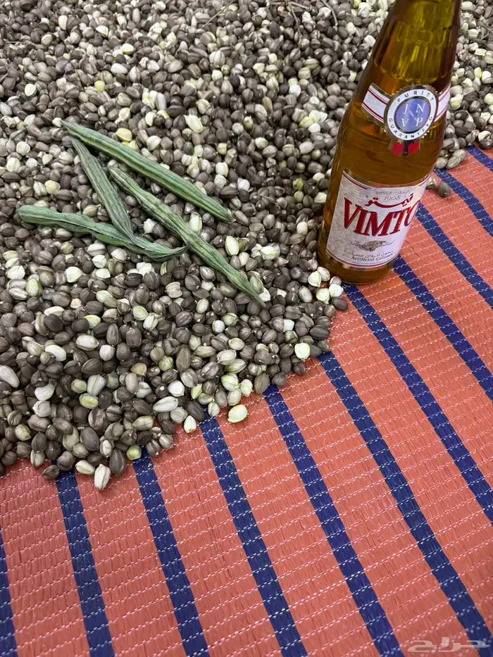 بذور البان العربي 2