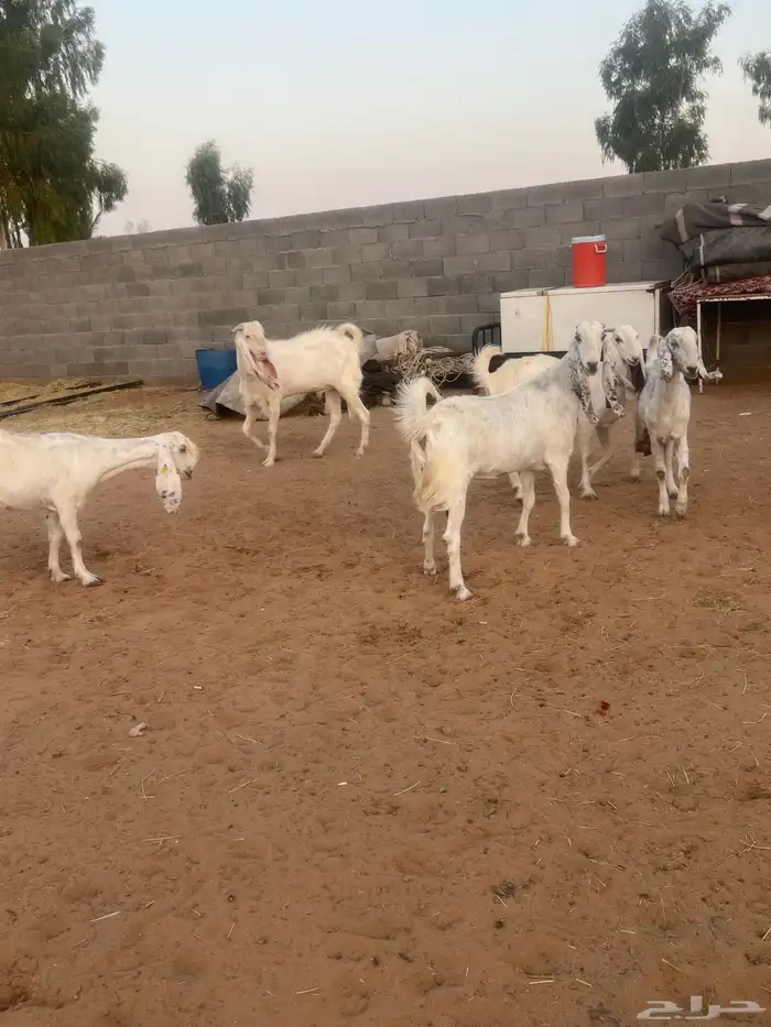 معزاء 0