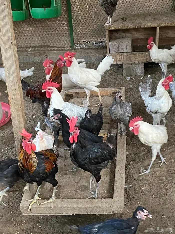 دياكه ديوك ديك 11
