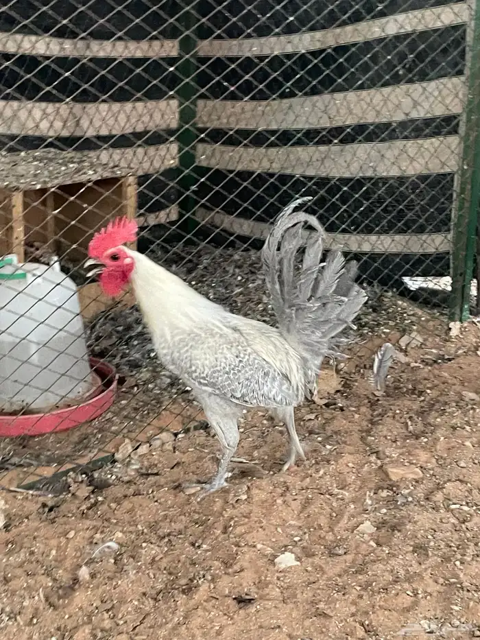 ديك فيومي شبابي دم صافي 4
