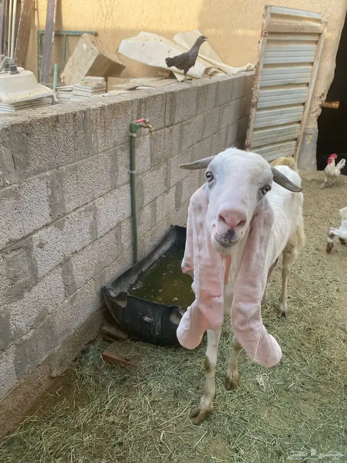 للبيع عنز هولندية معها جفرة 2