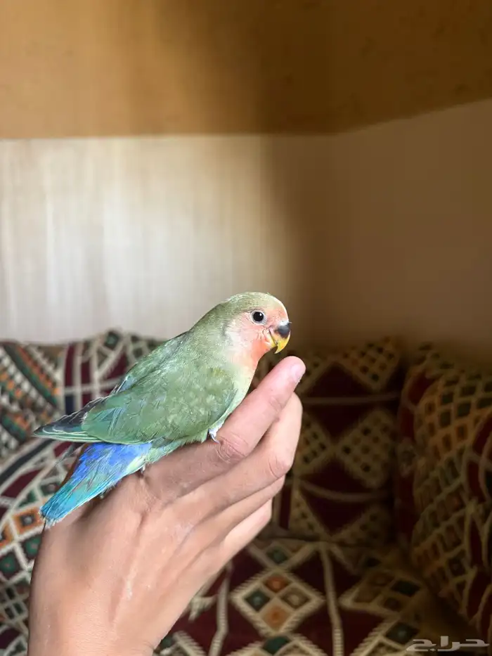 طيور روز اليفه وهدد 5