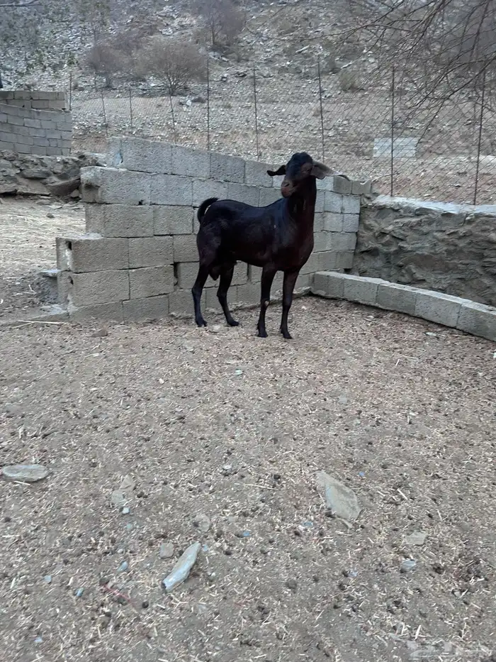 تيس البيع 1