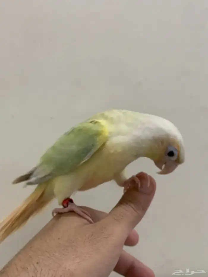 فروخ كنيور مون شك الليف وهدد 3