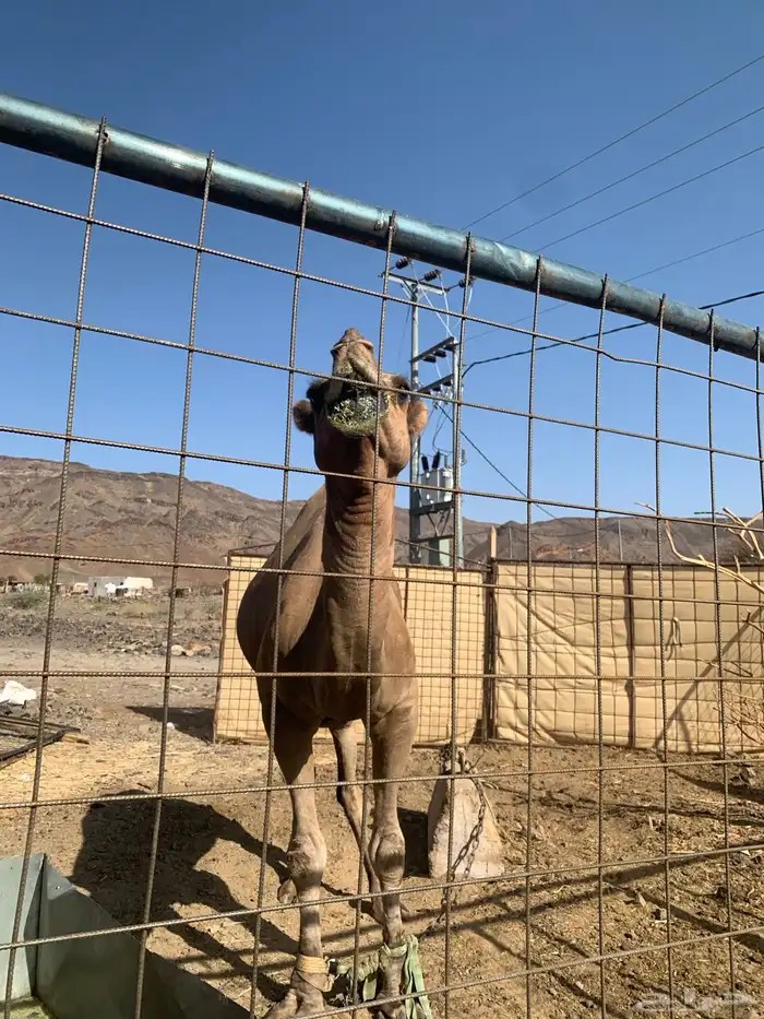 نايه وجمال وحشو 3