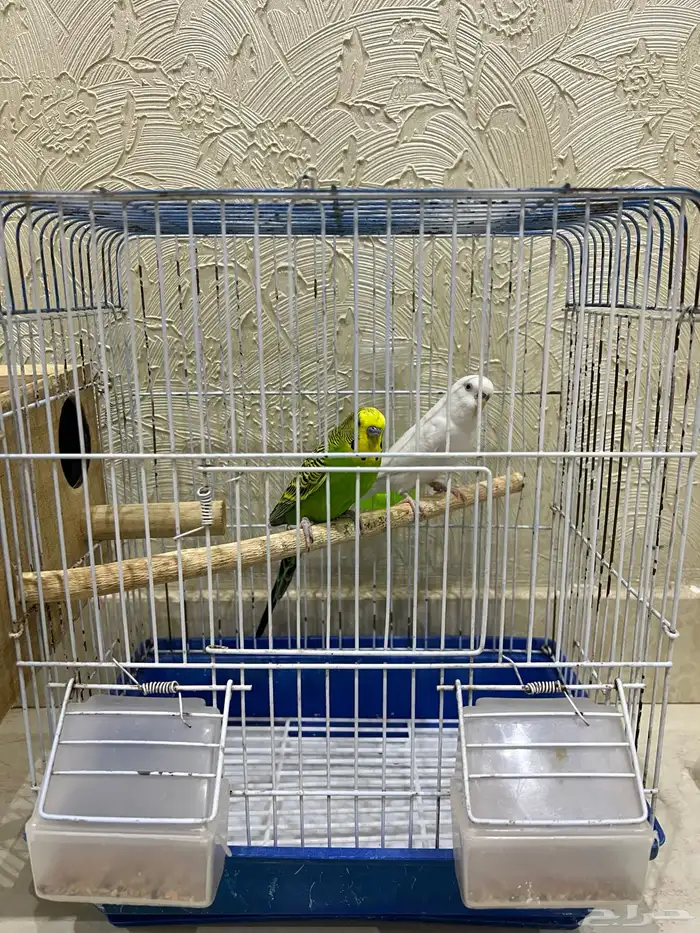 جوز بادجي 5