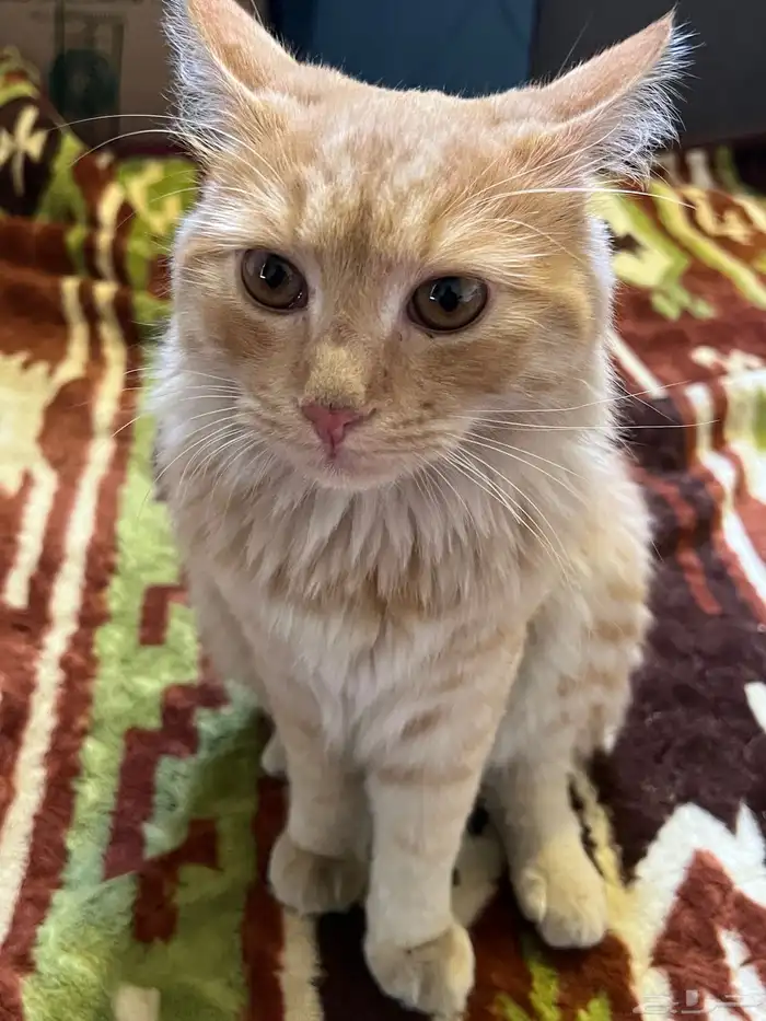 هرة جميلة ورائعة 1