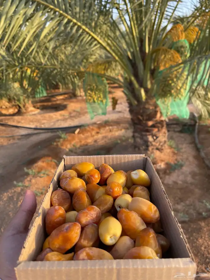تمر منصيف خلاص وسكري من مزرعتي 0