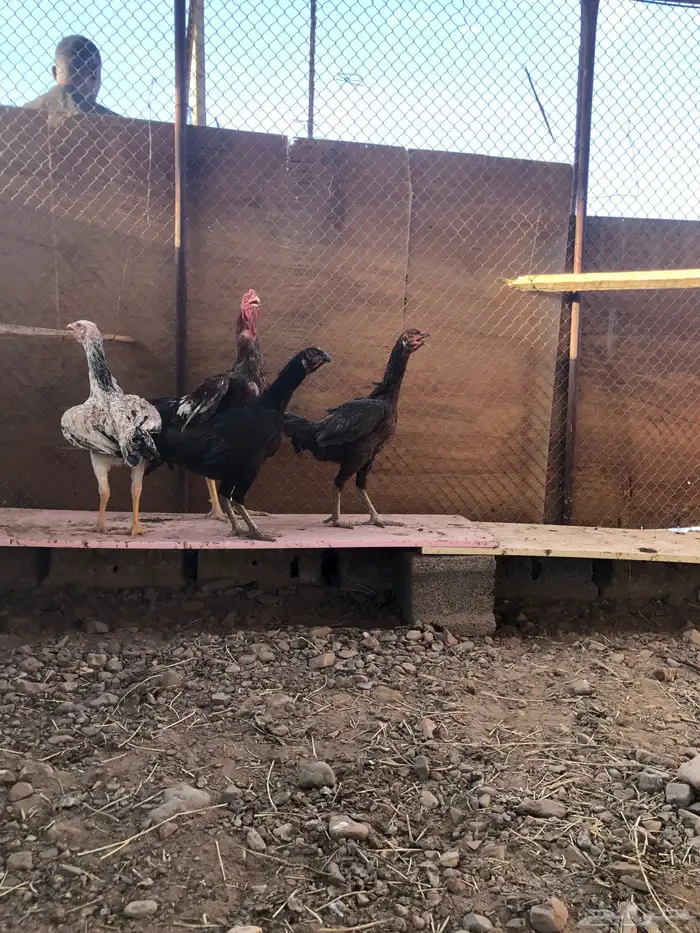 البيع دجاج باكستاني بيض 2