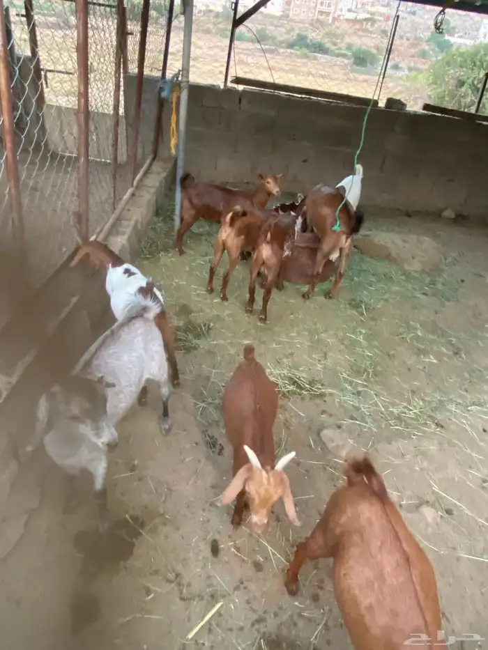 6تيوس 3