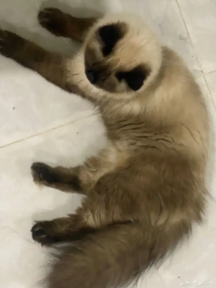 قطط هملايا للتبني 4