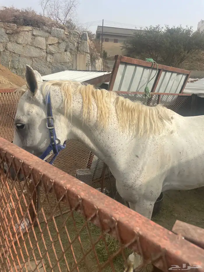 خيل شعبي للبيع العمر 6 سنوات 3