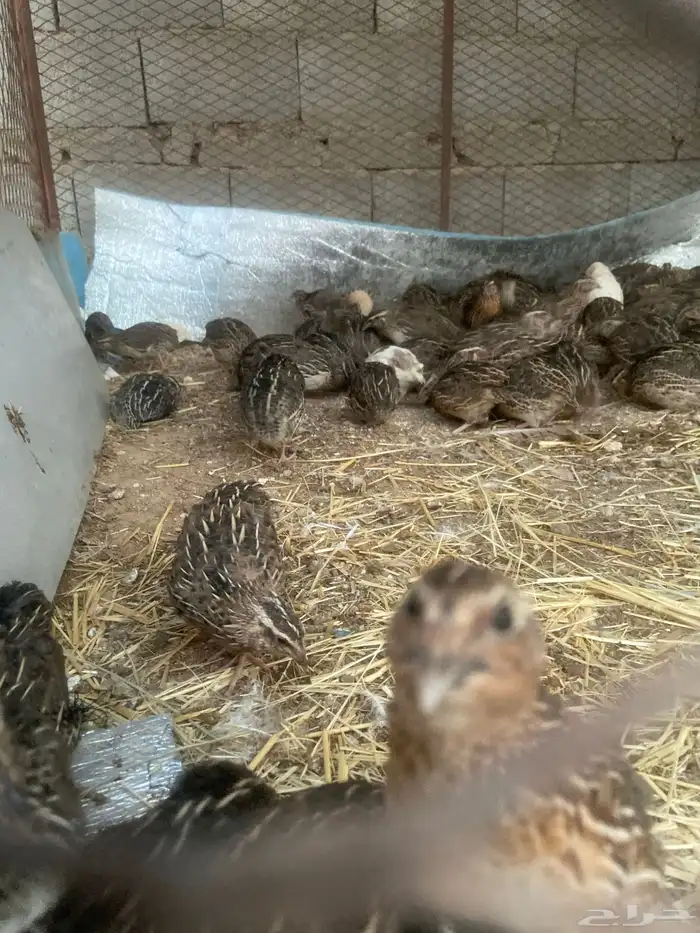 سمان بلدي للبيع 1