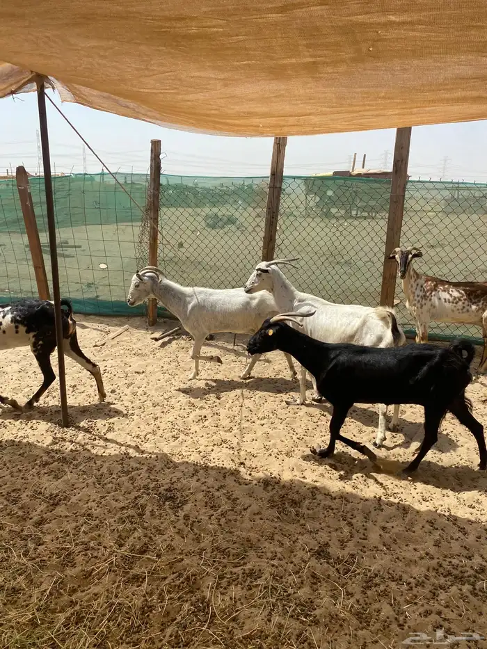 معزه بشيت طيبة 4