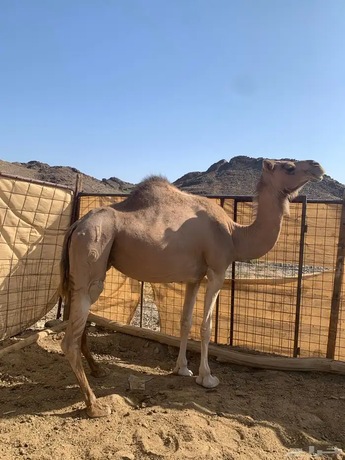 نايه وجمال وحشو 5