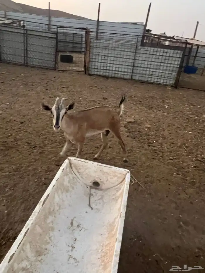 عنز مهجنه بوعل 5