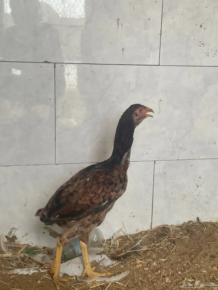 دجاجة باكستانية 1