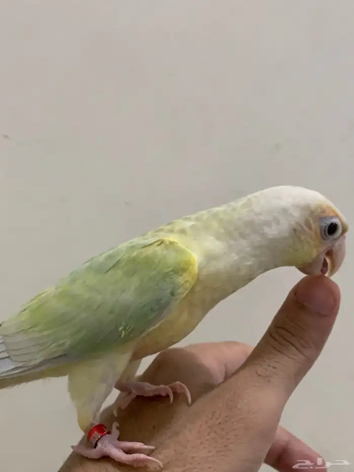 فروخ كنيور مون شك الليف وهدد 0