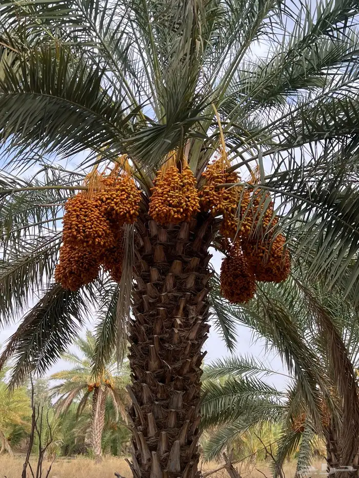ثمرة صفري للبيع 9