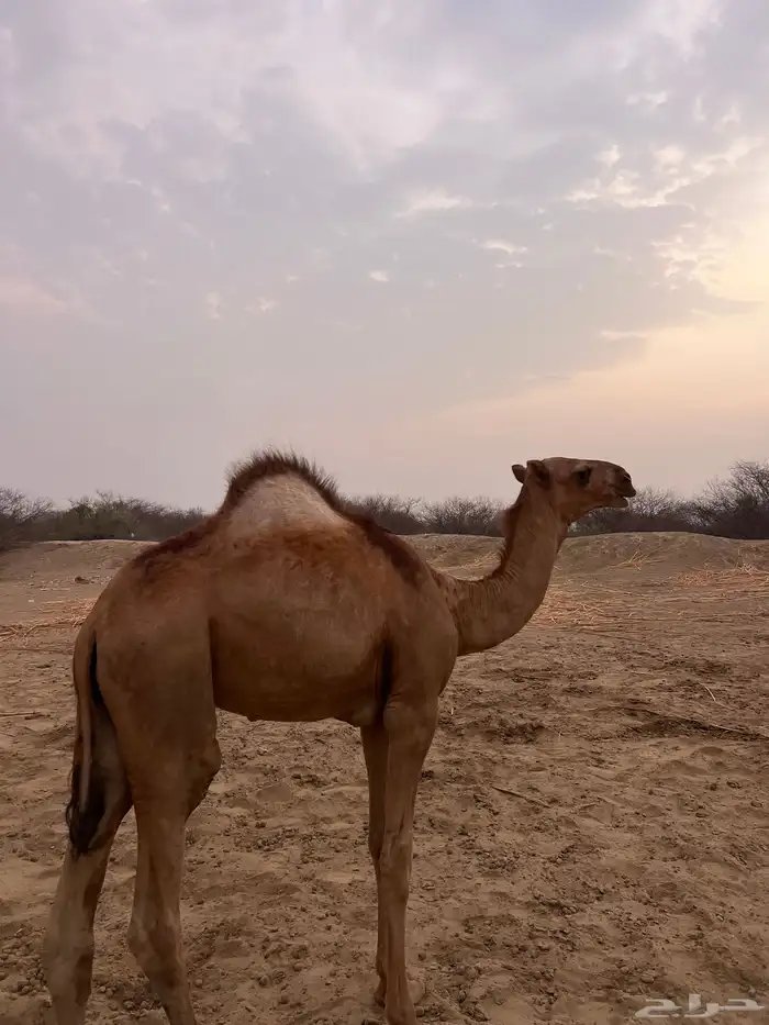 للبيع قعود مشروع فحل على مستوي ماشاءالله 0