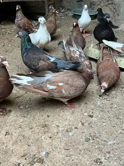 حمام مصري مالطي 45 سم index