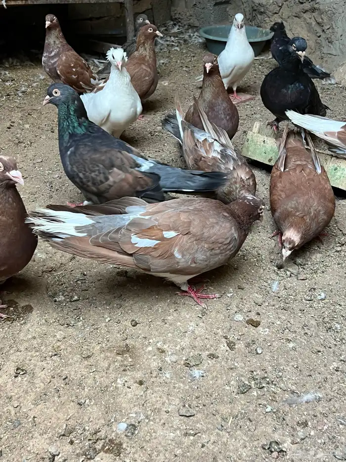 حمام مصري مالطي 45 سم 3