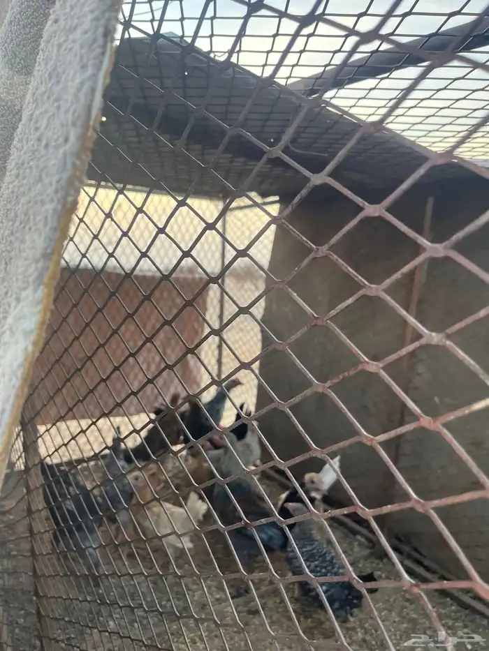 دجاج للبيع عدد11 حبه دجاج كفو 3