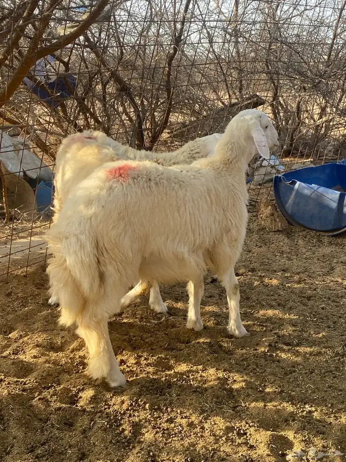 طليان حريه 1