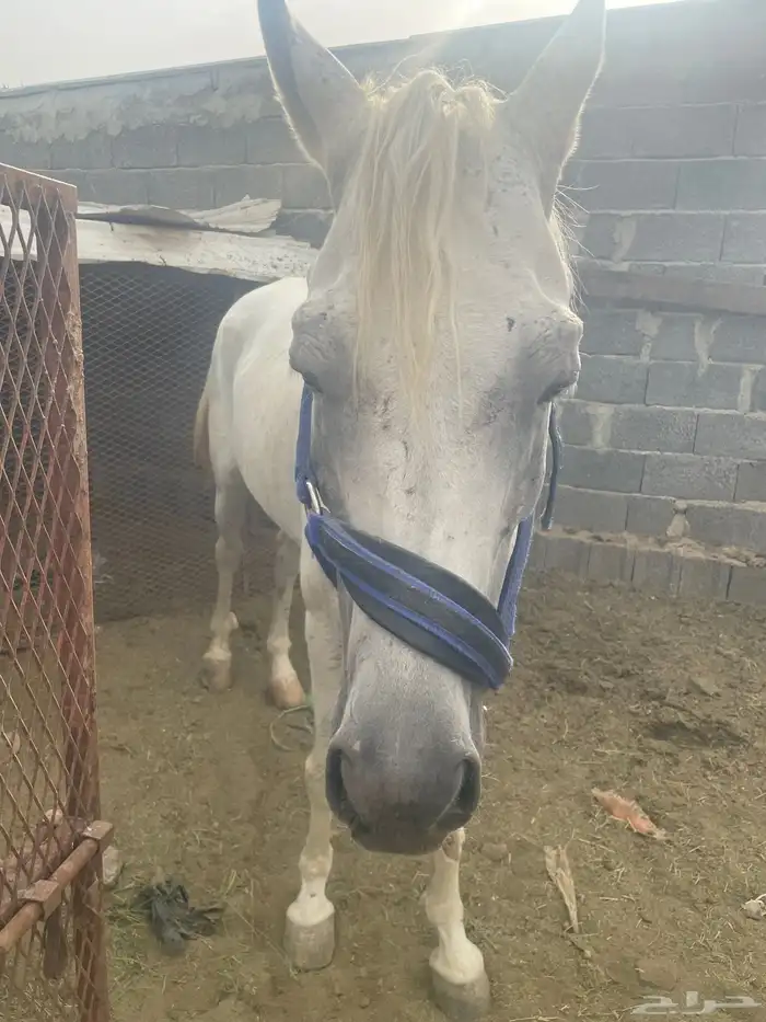 خيل شعبي للبيع العمر 6 سنوات 2