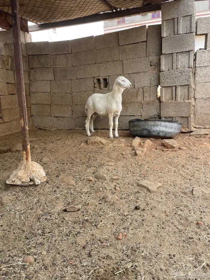 مشروع فحل حري فاخر توم 4