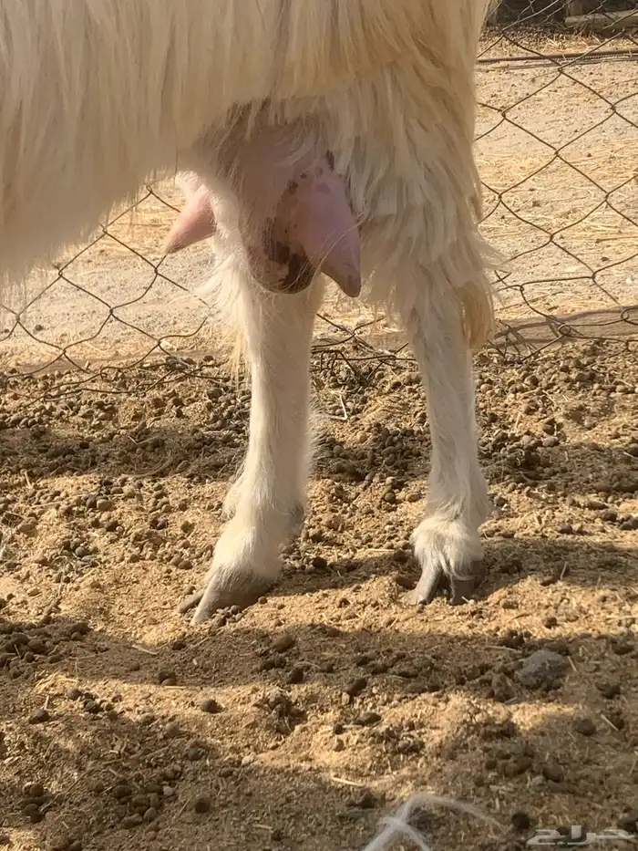 للبيع تيوس دهم مقفله شحم ومعزا حليب 2