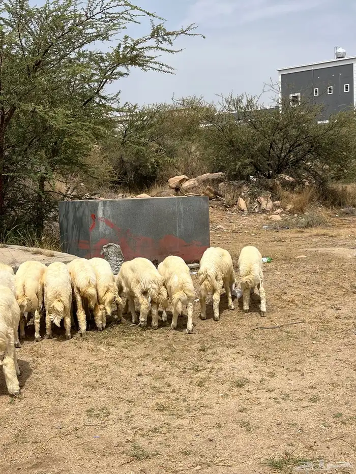 خرفان حريات جبره كفوو انتاج 4