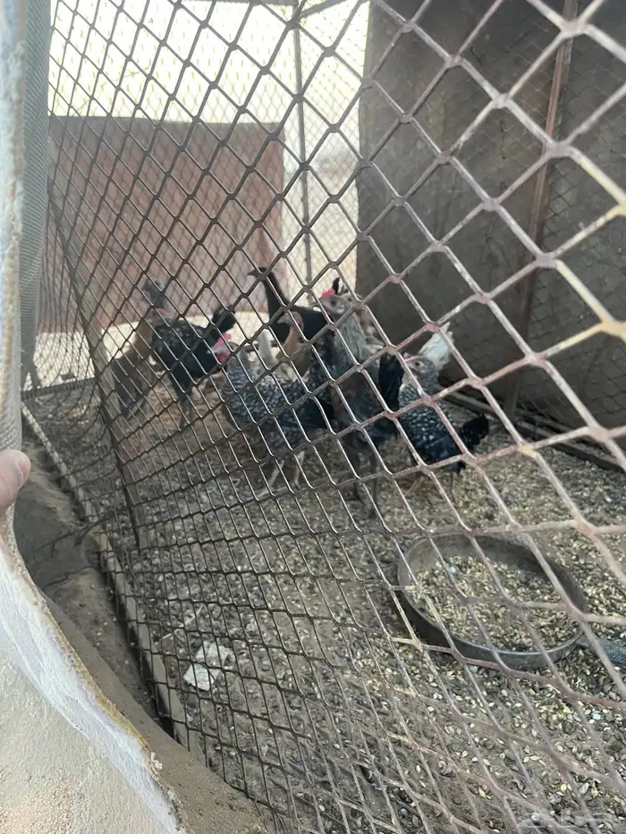 دجاج للبيع عدد11 حبه دجاج كفو 0