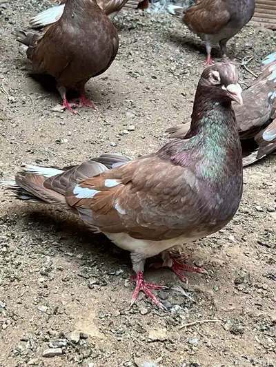 حمام مصري مالطي 45 سم index