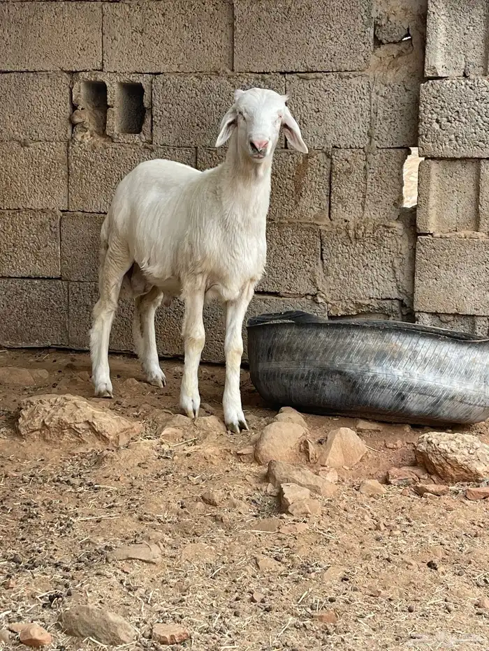 مشروع فحل حري فاخر توم 3
