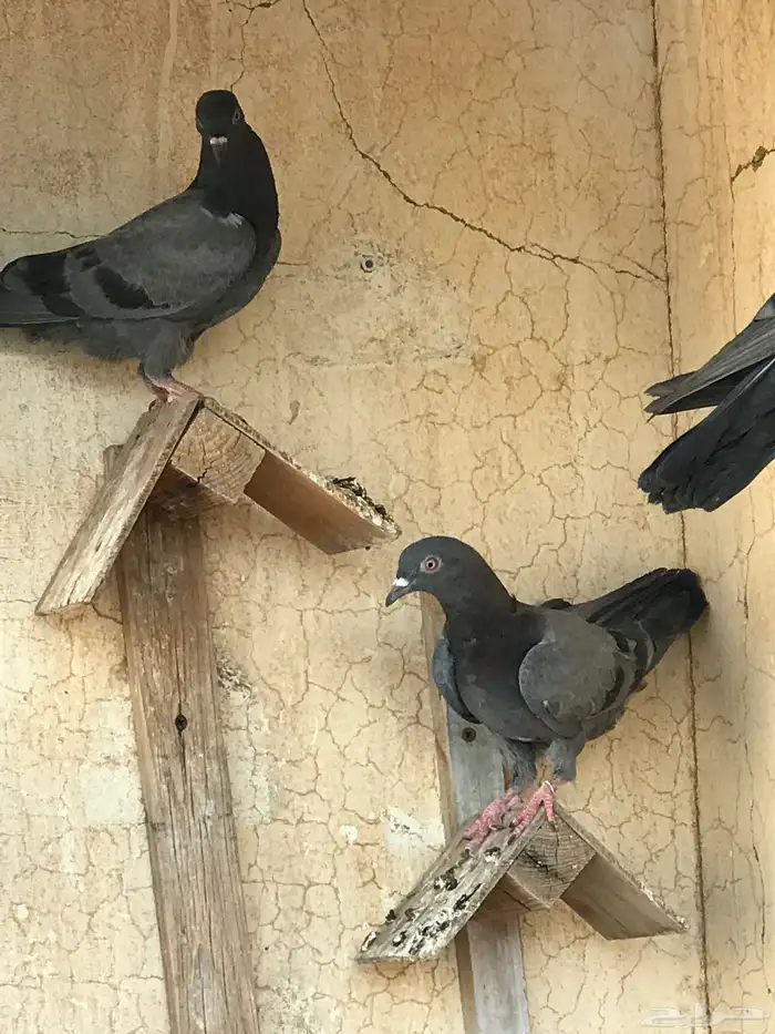 حمام باكستاني 4
