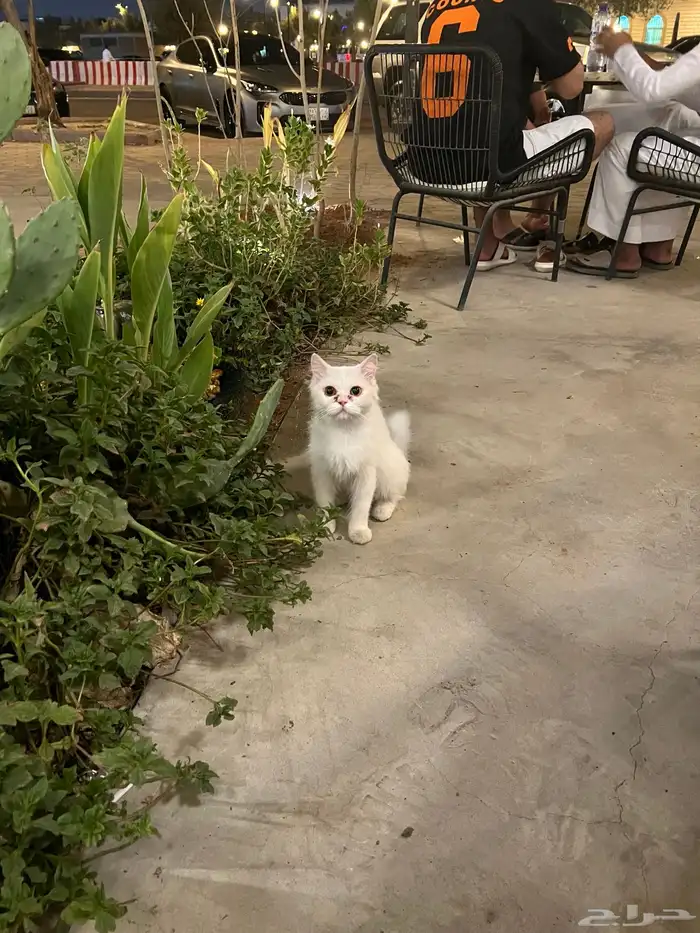 قطه 1