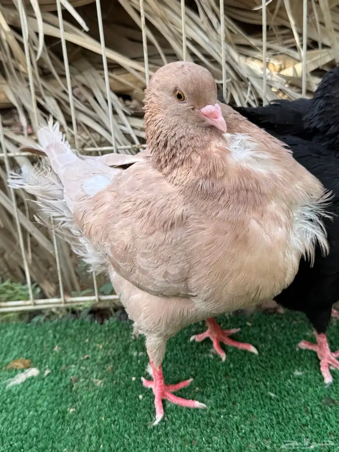 جوز كنق بانتاجه 3