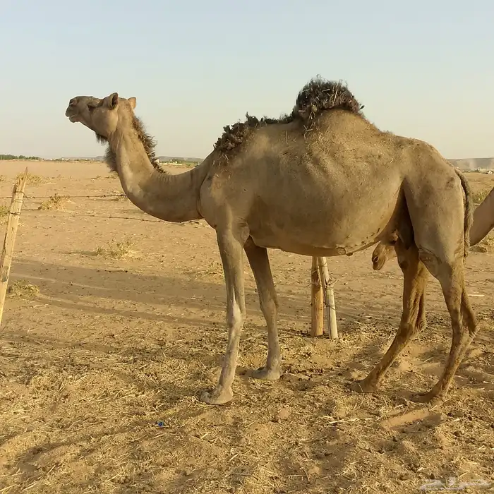 آبل خلفه ولقحه 2