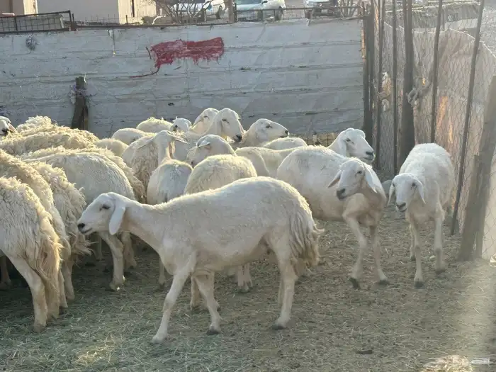 ضان ورخال صنف 0