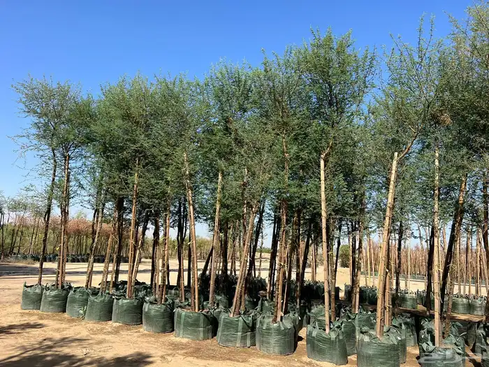 تنسيق حدائق منزليه 3