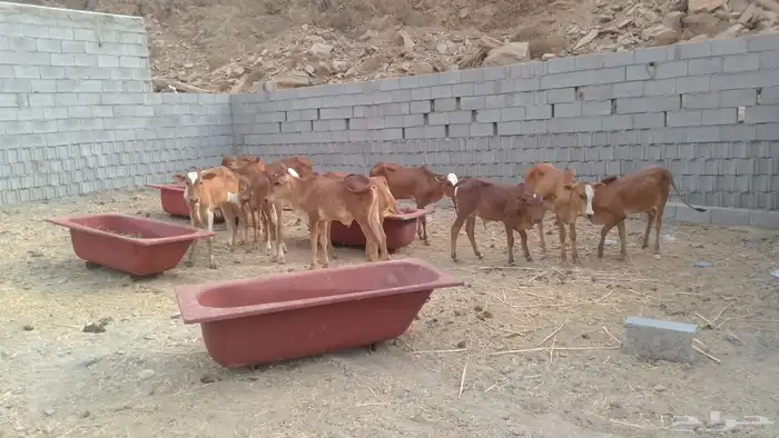 حسلان بلدي 1