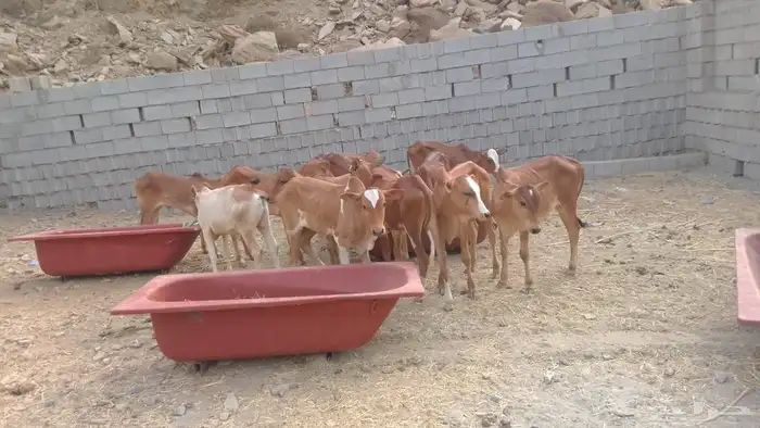 حسلان بلدي 0