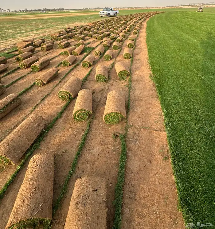 ثيل طبيعي سي الفين درجه اولي صافي و خالي من الحشايش 2