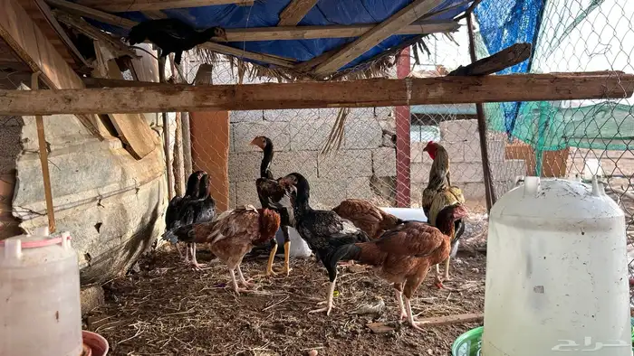 دجاج بكستاني 2