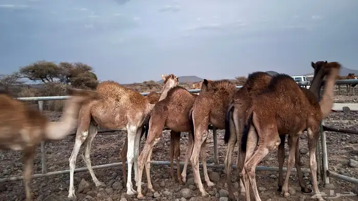 8 قعدان للبيع 6-7شهور 0