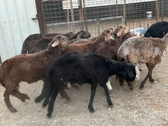 طليان سواكن 1