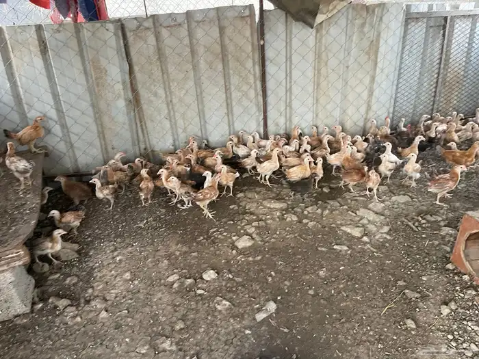 دجاج بلدي للبيع 0