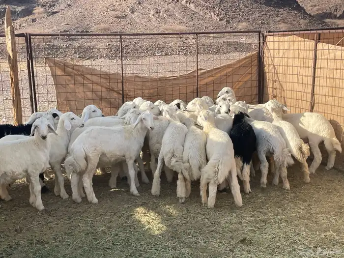 طليان مراح العدد 30 راس كلها طليان 1